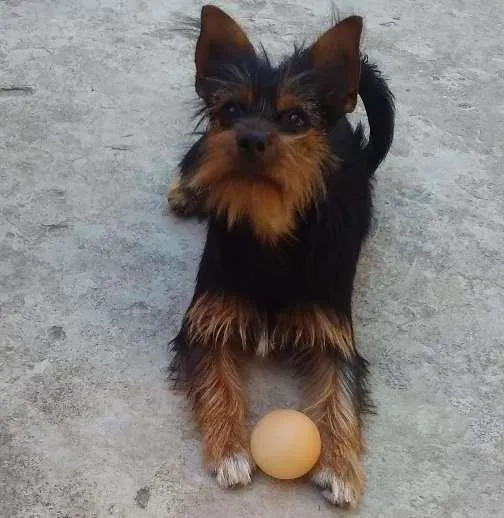 Cachorro ra a misturada idade 1 ano nome amora 