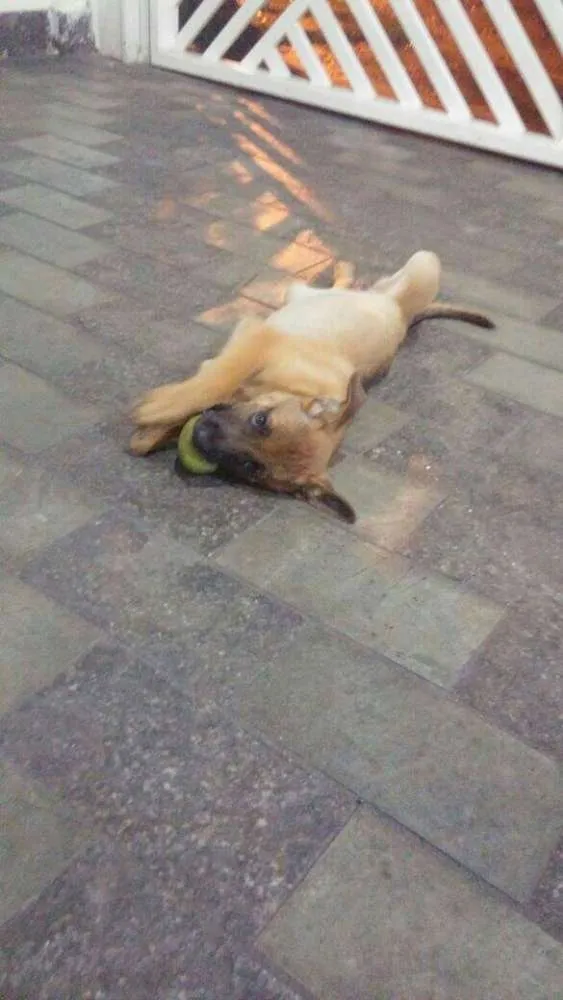 Cachorro ra a  idade 2 a 6 meses nome Bulma