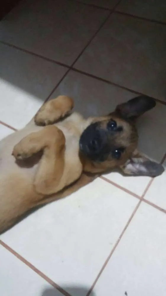 Cachorro ra a  idade 2 a 6 meses nome Bulma