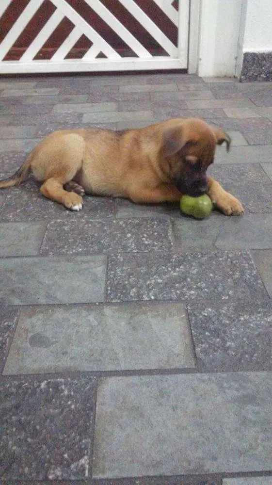 Cachorro ra a  idade 2 a 6 meses nome Bulma