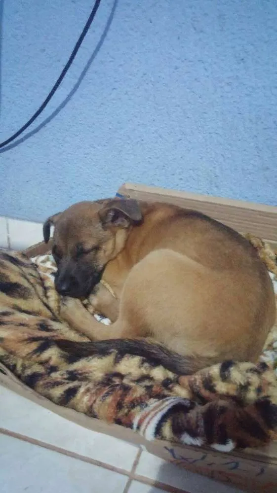 Cachorro ra a  idade 2 a 6 meses nome Bulma