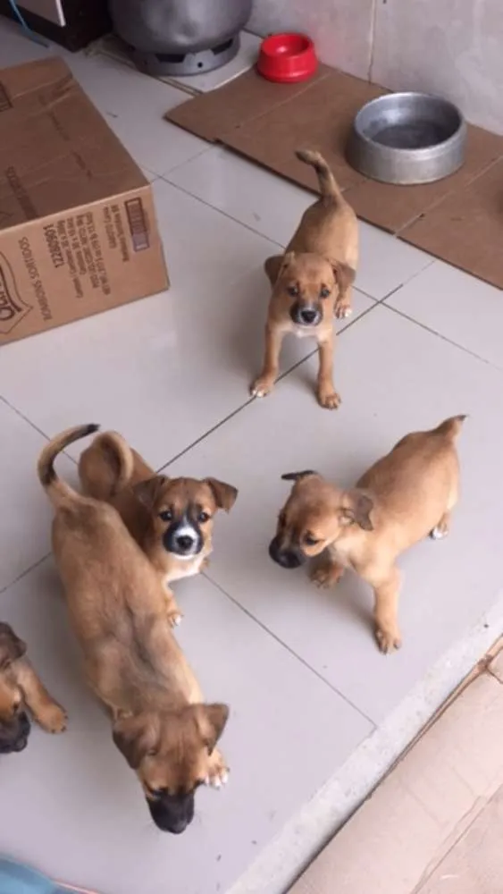 Cachorro ra a  idade 2 a 6 meses nome sem nome