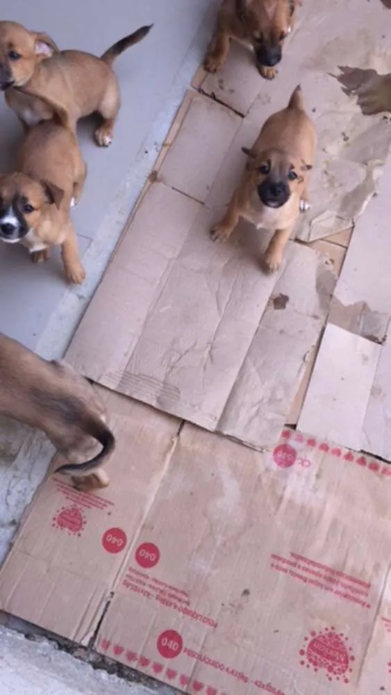 Cachorro ra a  idade 2 a 6 meses nome sem nome