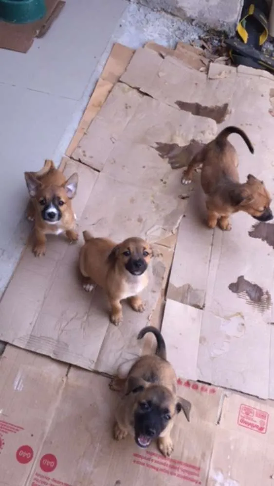 Cachorro ra a  idade 2 a 6 meses nome sem nome