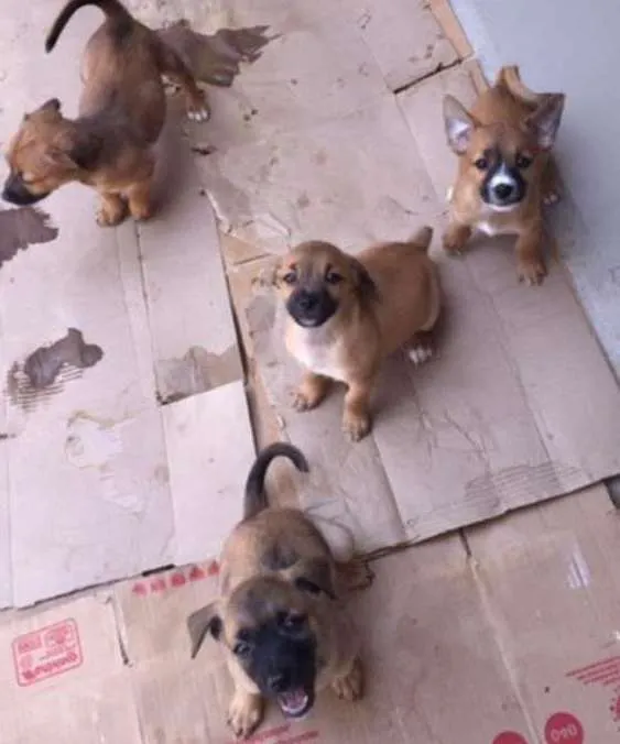 Cachorro ra a  idade 2 a 6 meses nome sem nome