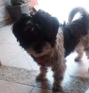 Cachorro raça Shitzu idade 5 anos nome Spaik