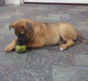 Cachorro raça  idade 2 a 6 meses nome Bulma