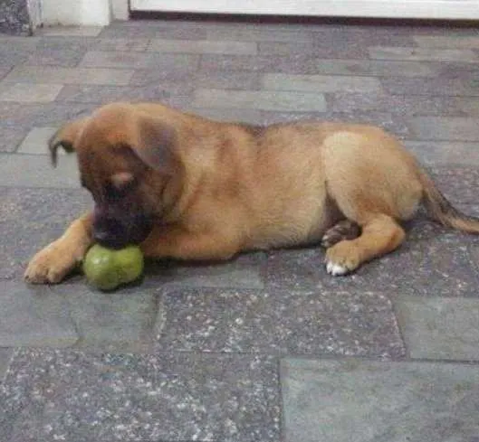 Cachorro ra a  idade 2 a 6 meses nome Bulma