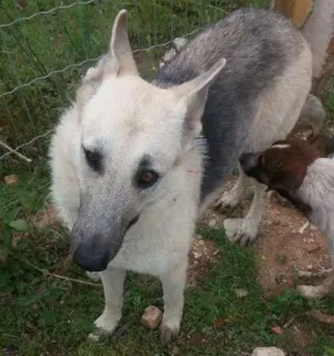 Cachorro raça outros idade 6 ou mais anos nome branco
