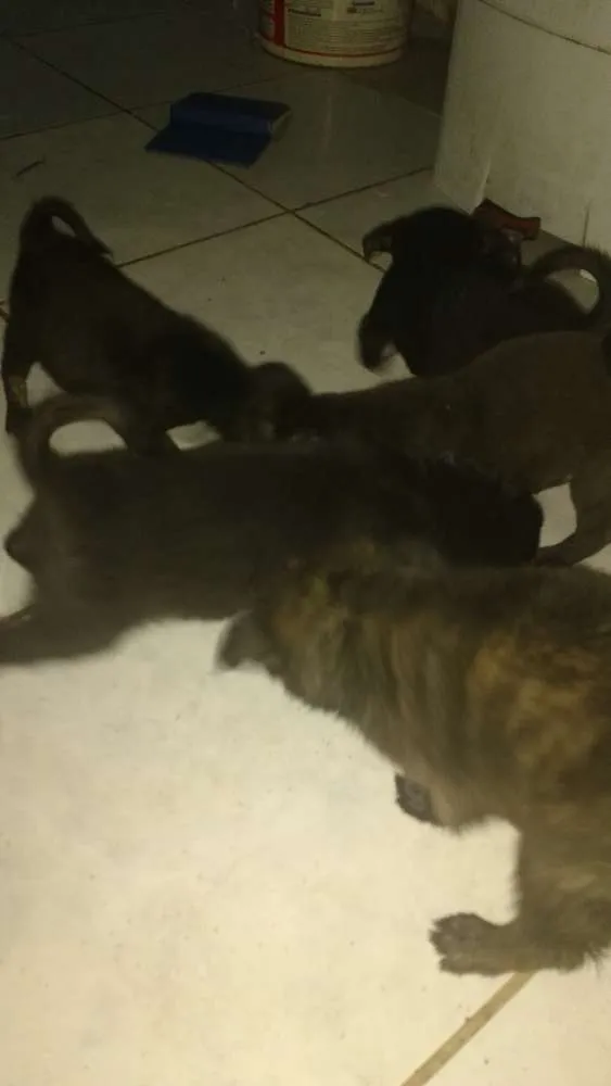 Cachorro raça Vira lata idade Abaixo de 2 meses nome Sem nome
