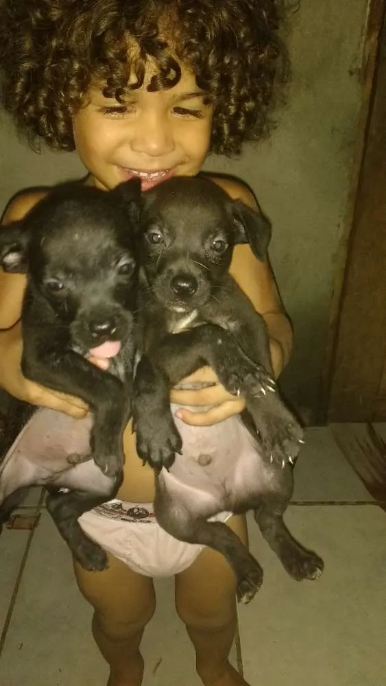 Cachorro raça Vira lata idade Abaixo de 2 meses nome Sem nome