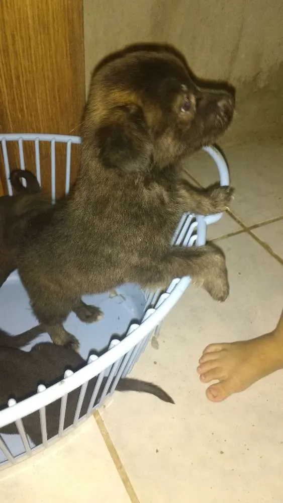 Cachorro raça Vira lata idade Abaixo de 2 meses nome Sem nome