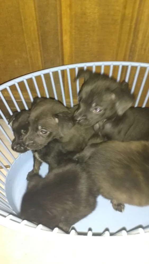 Cachorro raça Vira lata idade Abaixo de 2 meses nome Sem nome