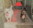 Max e Sookie