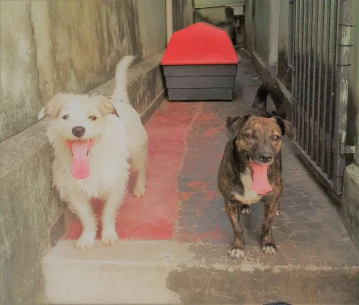 Cachorro ra a srd idade 2 anos nome Max e Sookie