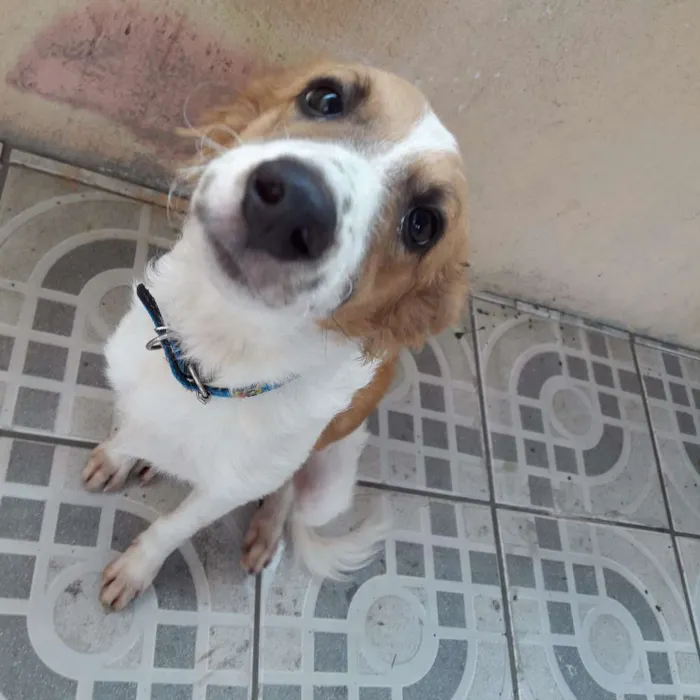 Cachorro ra a Vira-lata  idade 2 a 6 meses nome astro