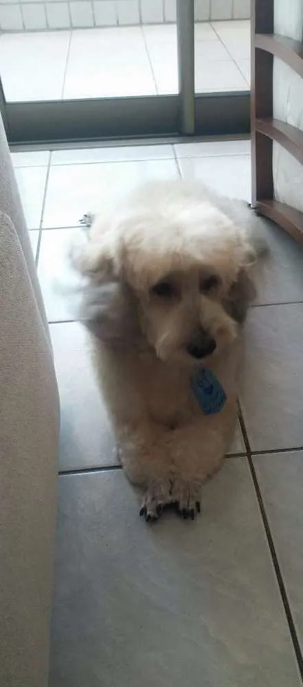 Cachorro ra a Poold  idade 6 ou mais anos nome Bobby 