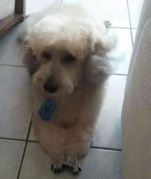 Cachorro raça Poold  idade 6 ou mais anos nome Bobby 