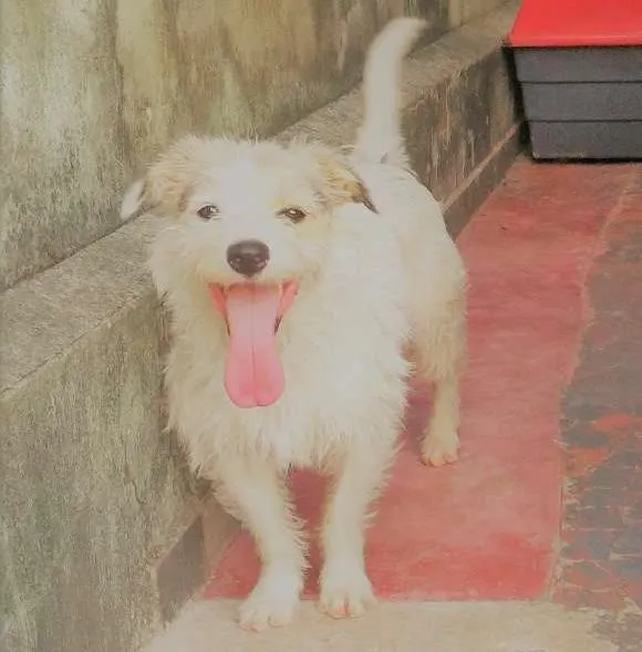 Cachorro ra a srd idade 2 anos nome Max e Sookie