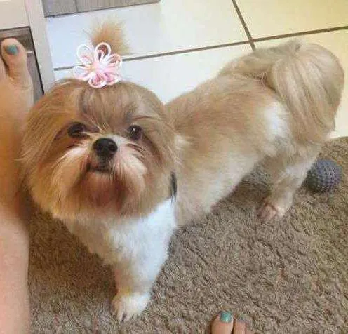 Cachorro ra a Shitzu idade 1 ano nome Sophie