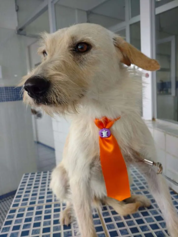 Cachorro ra a Sem raça definida idade 1 ano nome Bacana