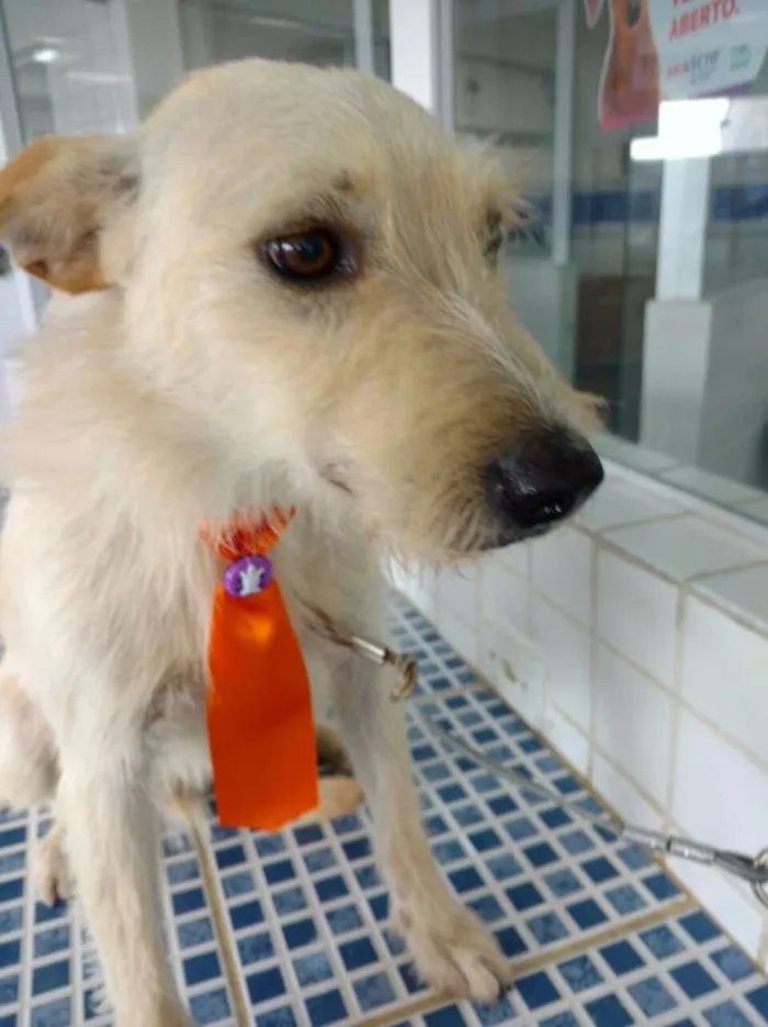 Cachorro ra a Sem raça definida idade 1 ano nome Bacana