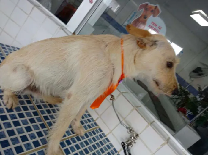 Cachorro ra a Sem raça definida idade 1 ano nome Bacana