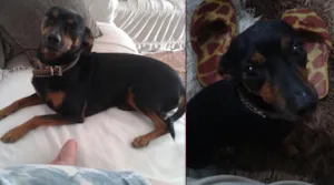 Cachorro raça Pinscher idade 3 anos nome Aquiles GRATIFICA