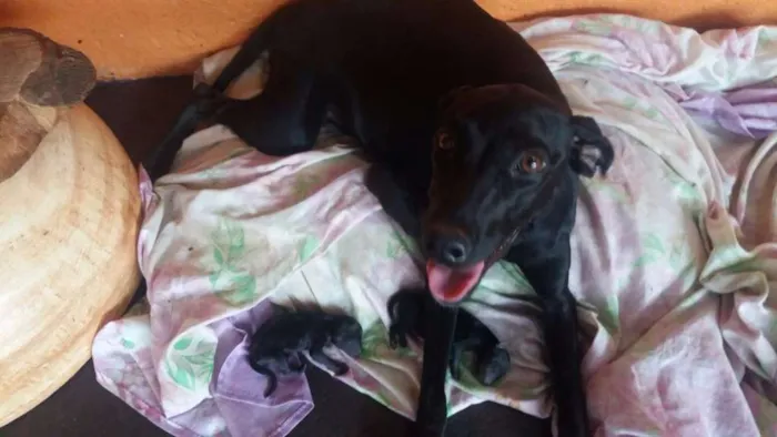 Cachorro ra a indefinida idade 2 anos nome Mia