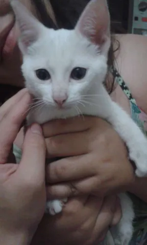 Gato raça indefinida idade 2 a 6 meses nome sem nome
