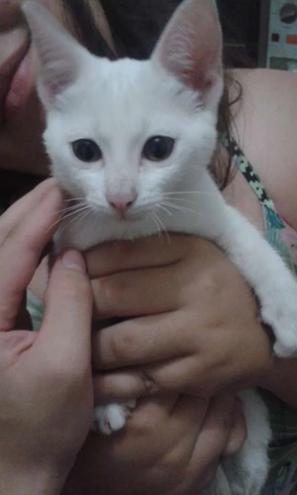 Gato ra a indefinida idade 2 a 6 meses nome sem nome