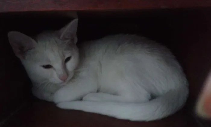 Gato ra a indefinida idade 2 a 6 meses nome sem nome