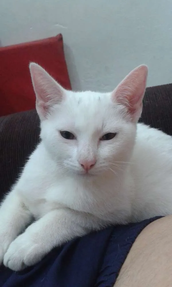 Gato ra a indefinida idade 2 a 6 meses nome sem nome