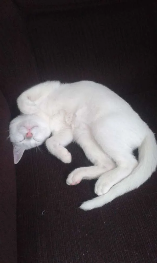 Gato ra a indefinida idade 2 a 6 meses nome sem nome