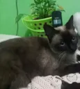 gorda