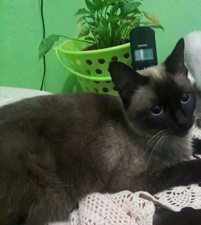 Gato raça siamês  idade 2 anos nome gorda