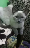Tininho