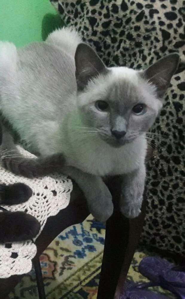 Gato raça Siamês  idade 1 ano nome Tininho