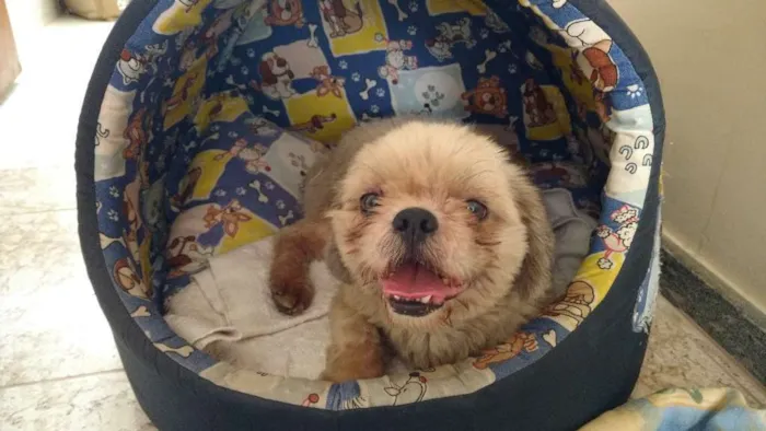 Cachorro raça Shitzu idade  nome não sabemos