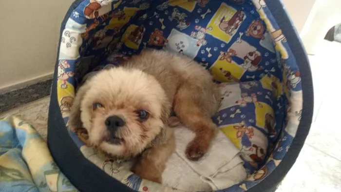 Cachorro raça Shitzu idade  nome não sabemos