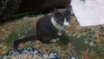 Docinho