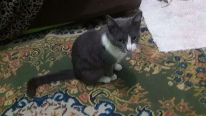 Gato raça mestiço  idade 2 anos nome Docinho