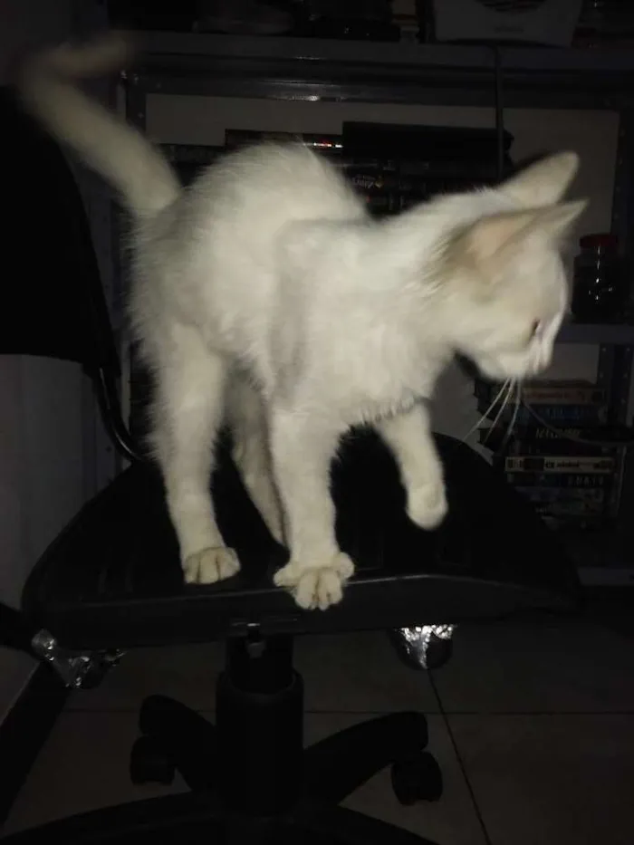 Gato ra a Não definida idade 2 a 6 meses nome Não tem