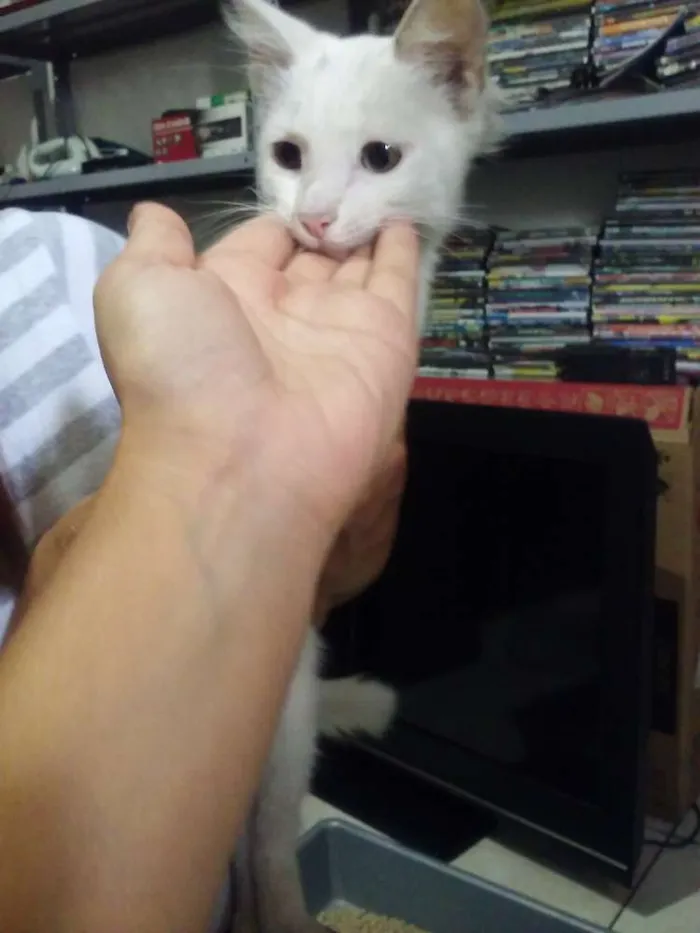 Gato ra a Não definida idade 2 a 6 meses nome Não tem