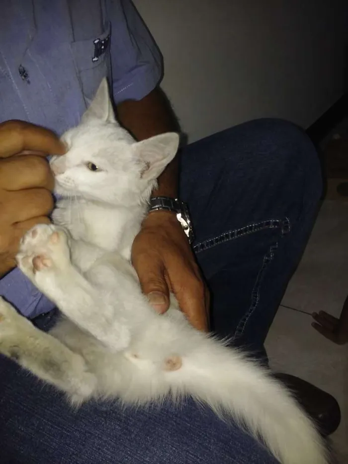Gato ra a Não definida idade 2 a 6 meses nome Não tem