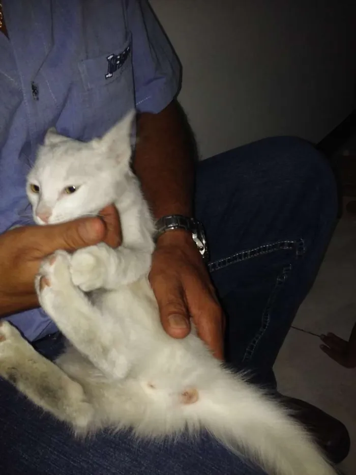 Gato ra a Não definida idade 2 a 6 meses nome Não tem