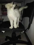 Não tem