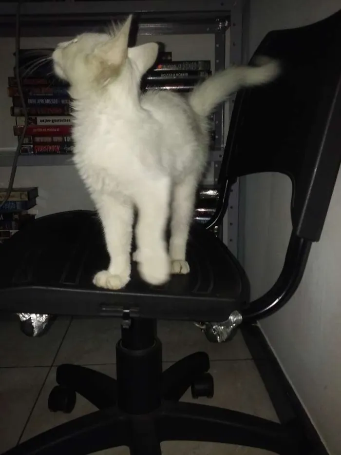 Gato ra a Não definida idade 2 a 6 meses nome Não tem