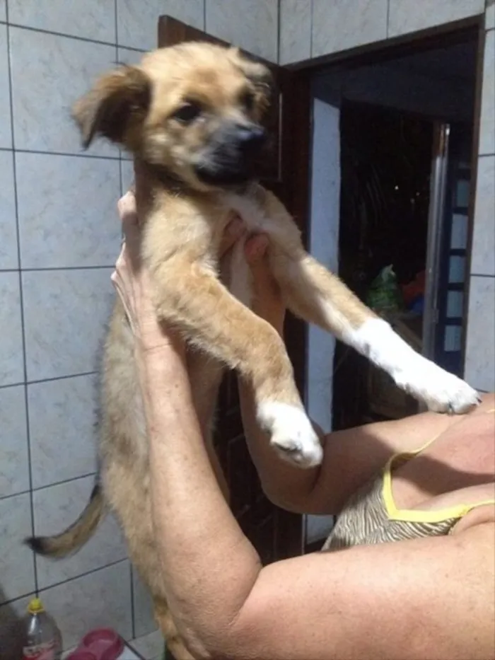 Cachorro ra a Vira lata idade 2 a 6 meses nome Sem nome