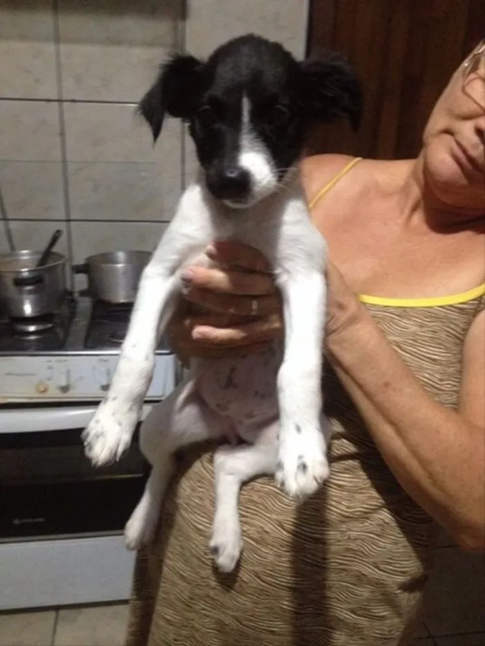 Cachorro ra a Vira lata idade 2 a 6 meses nome Sem nome